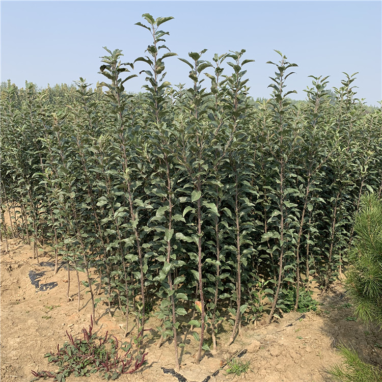 紅將軍蘋果樹(shù)苗批發(fā)、紅將軍蘋果樹(shù)苗基地