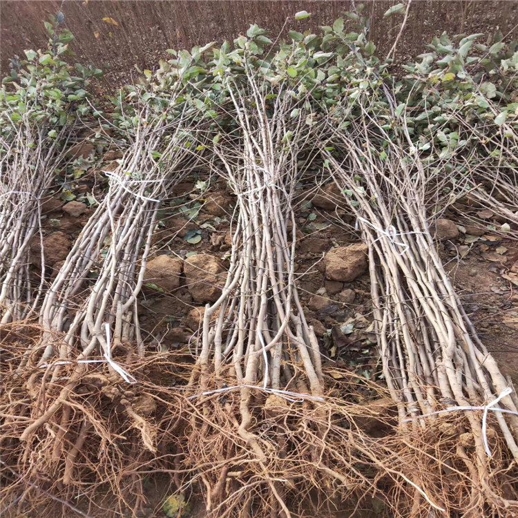 蛇果蘋果樹苗出售、蛇果蘋果樹苗基地