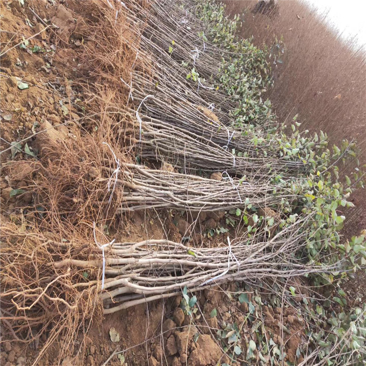 瑞雪苹果树苗批发、瑞雪苹果树苗价格及基地