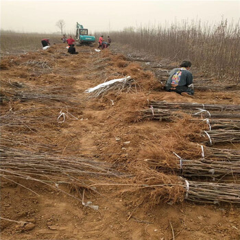 出售烟富六号苹果苗、烟富六号苹果苗价格