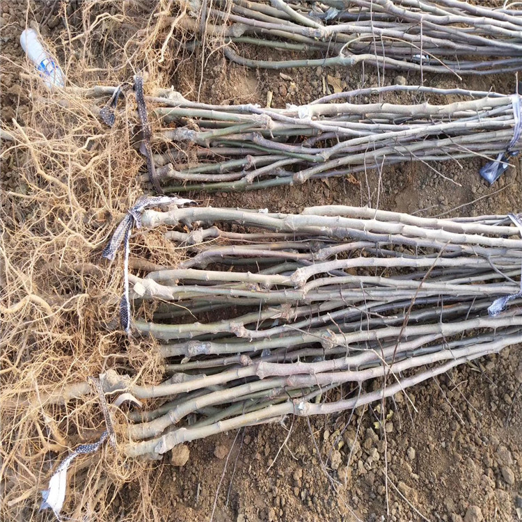 煙富三號蘋果樹苗出售、煙富三號蘋果樹苗價格