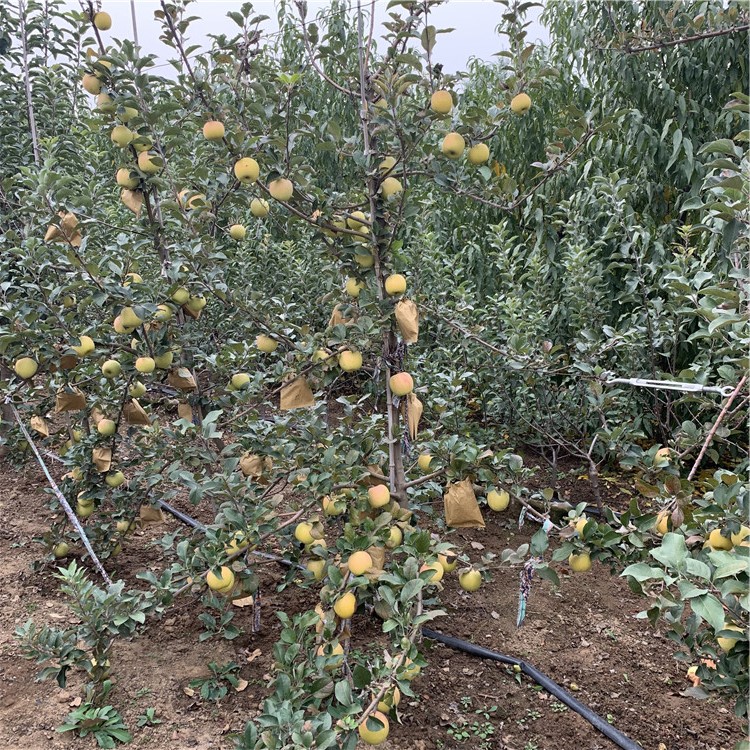 1公分苹果苗、1公分苹果苗出售基地