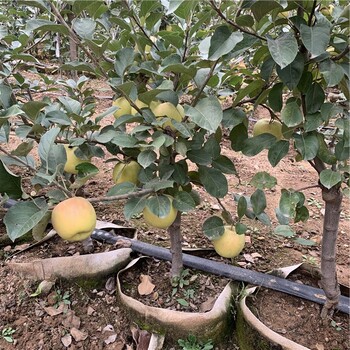 出售自根砧蘋果苗、出售自根砧蘋果苗價格及報價