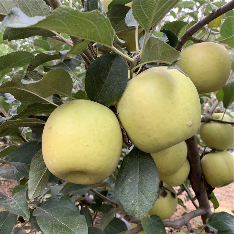 煙富三號蘋果樹苗出售、煙富三號蘋果樹苗價格