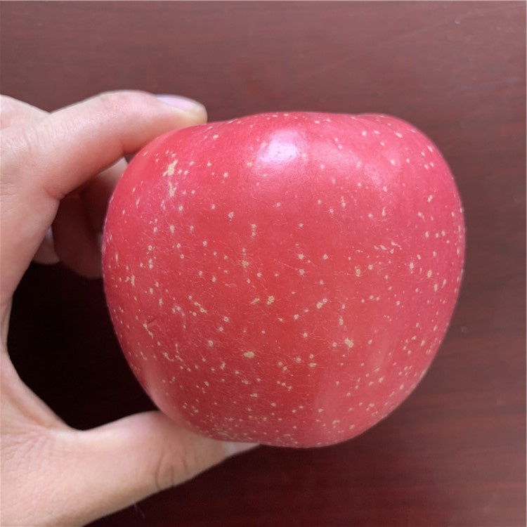 煙富6號蘋果苗、煙富6號蘋果苗品種