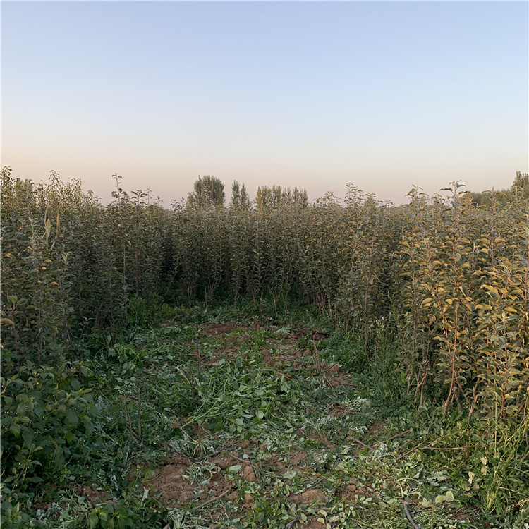 蜜脆苹果树苗、蜜脆苹果树苗价格