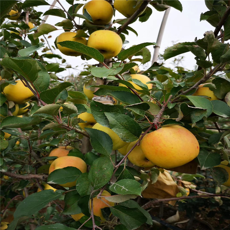 早紅嘎啦蘋果苗價(jià)格、早紅嘎啦蘋果苗出售