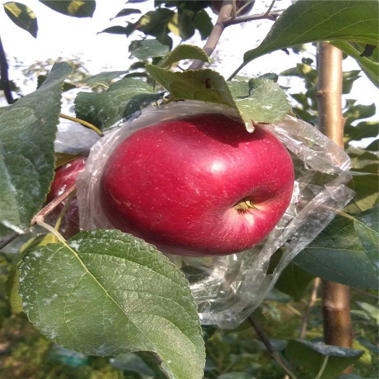 批發(fā)紅富士蘋果苗、批發(fā)紅富士蘋果苗價(jià)格