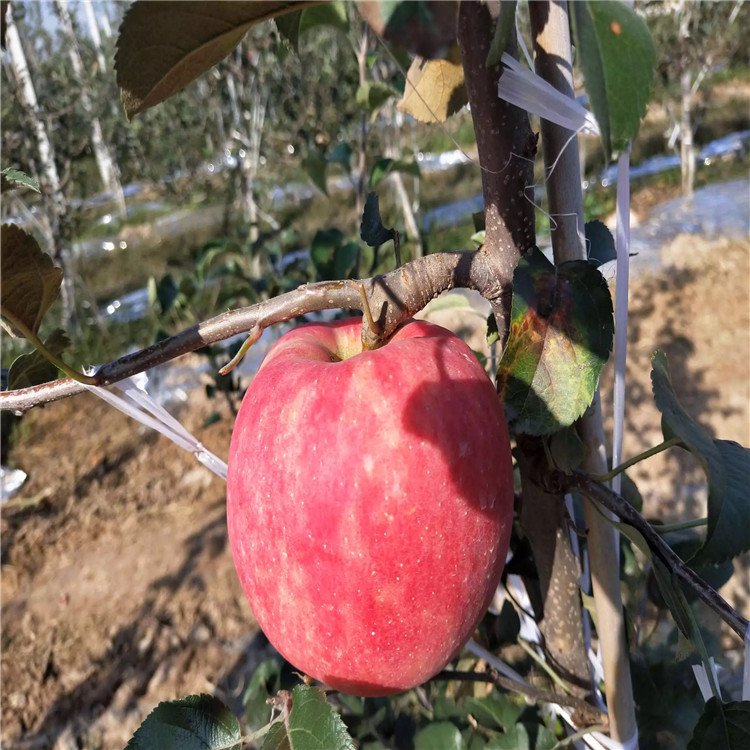 出售矮化柱状苹果树苗、出售矮化柱状苹果树苗价格