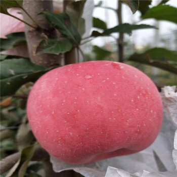 批發(fā)m9t337蘋(píng)果苗、批發(fā)m9t337蘋(píng)果苗價(jià)格及基地