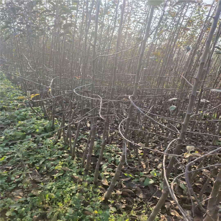 山东短枝矮化苹果树苗价格、山东短枝矮化苹果树苗基地