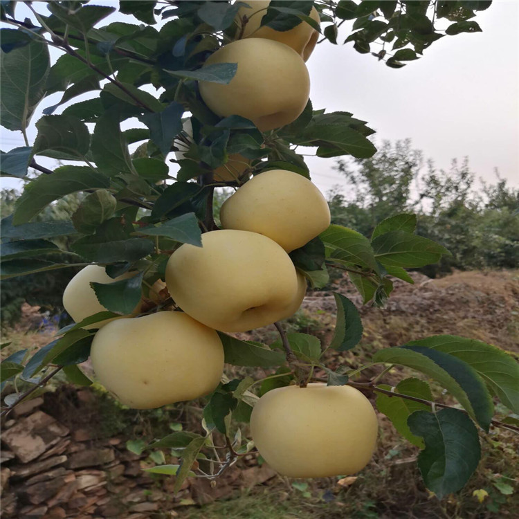 煙富6號蘋果樹苗、煙富6號蘋果樹苗批發(fā)