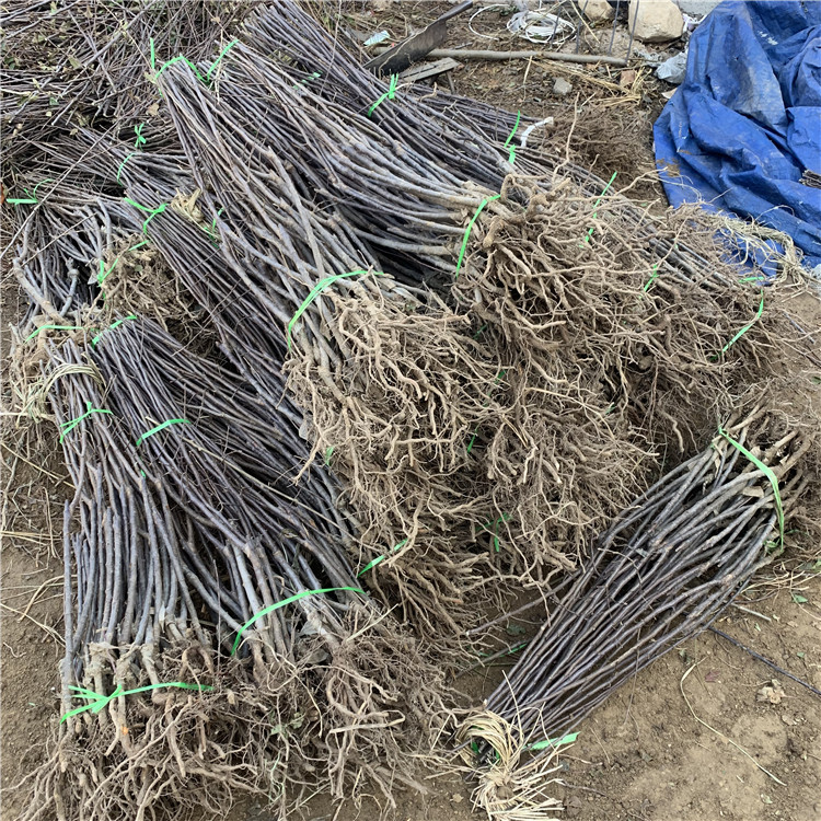煙富十號蘋果苗出售、煙富十號蘋果苗基地