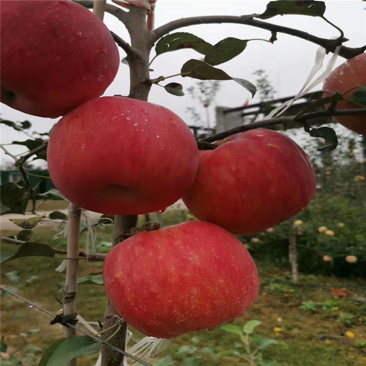 红蛇果苹果苗基地、红蛇果苹果苗价格及报价