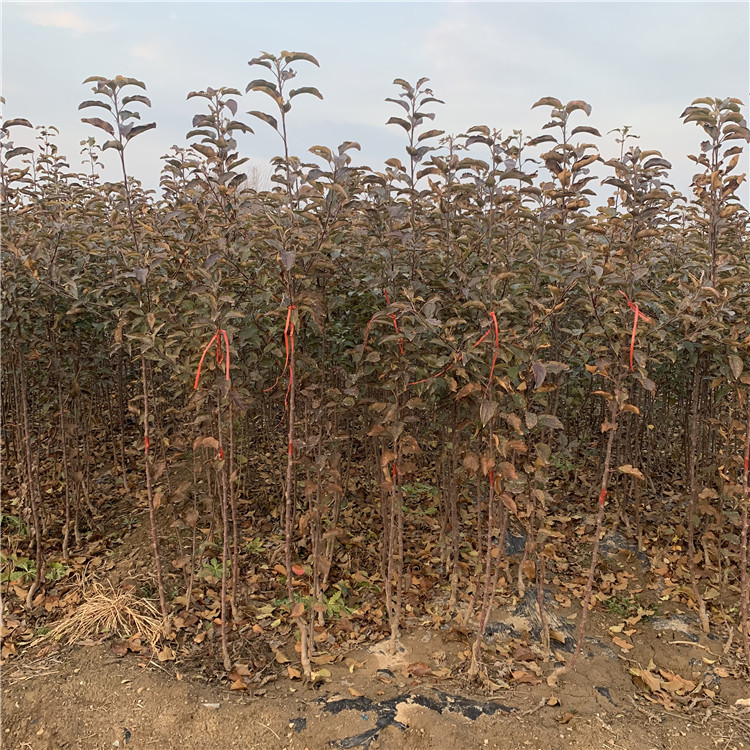 蜜脆蘋果樹苗、蜜脆蘋果樹苗基地