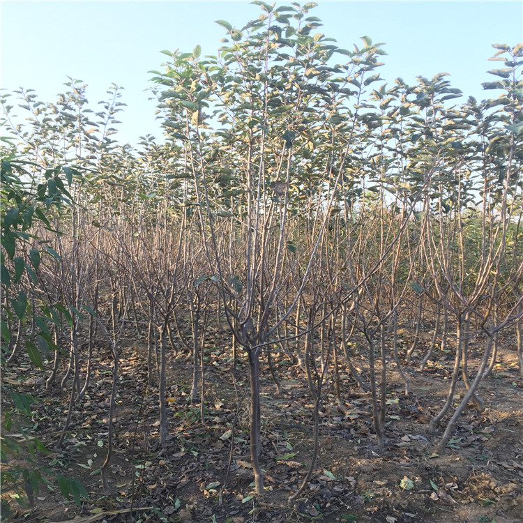 蛇果蘋果樹苗出售、蛇果蘋果樹苗基地