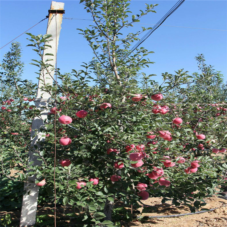 花牛蘋果苗出售、花牛蘋果苗基地