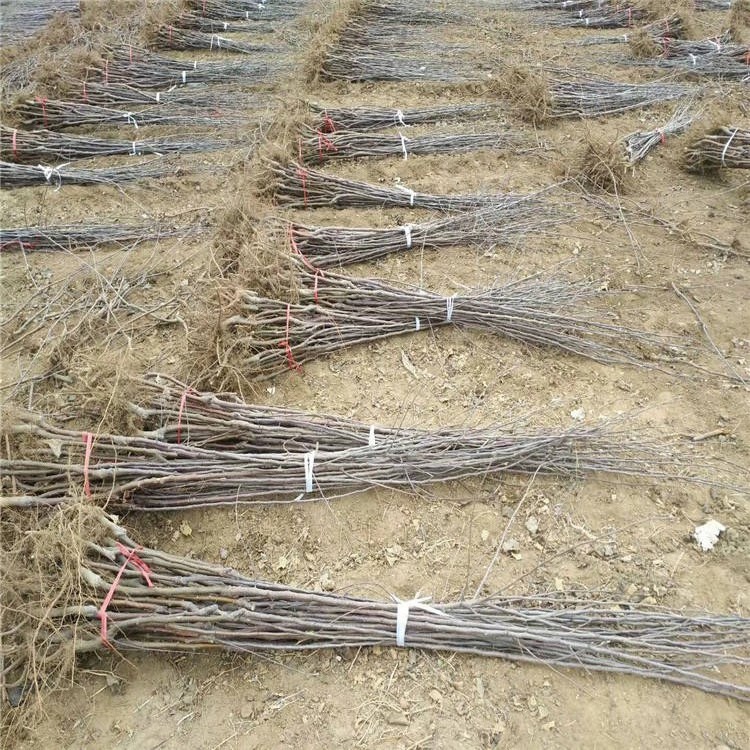 矮化m9t337蘋果樹苗基地、矮化m9t337蘋果樹苗價格及報價