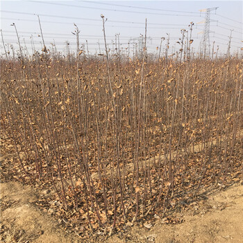煙富3號蘋果樹苗、煙富3號蘋果樹苗出售基地