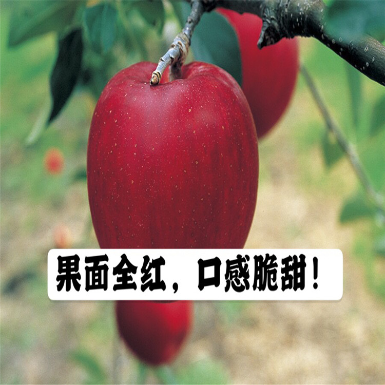 矮化m9t337蘋果苗出售、矮化m9t337蘋果苗價格