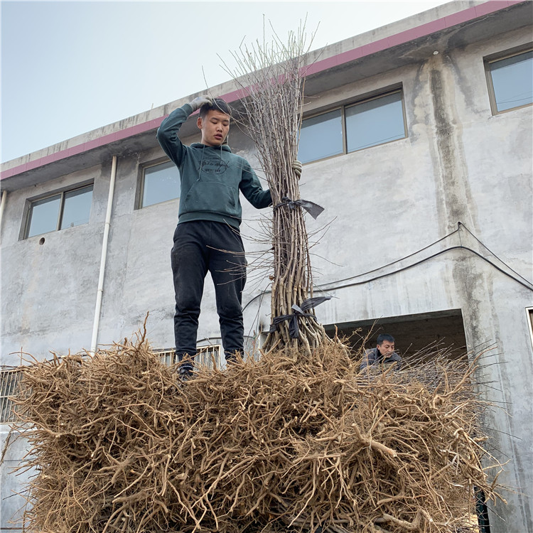 出售長(cháng)富2號蘋(píng)果樹(shù)苗、出售長(cháng)富2號蘋(píng)果樹(shù)苗價(jià)格及基地