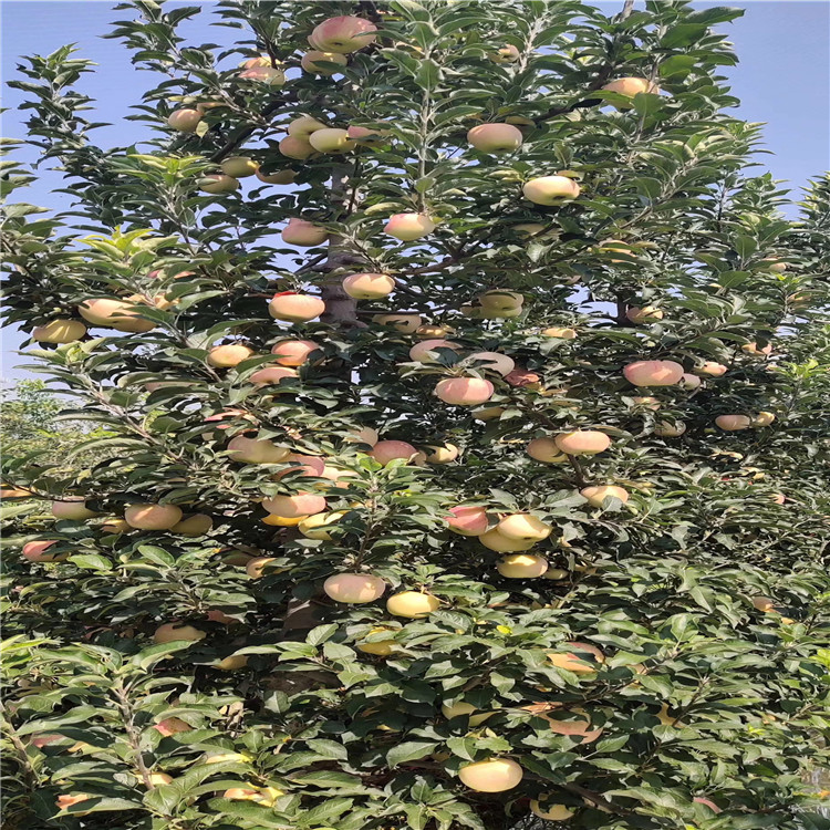 眾成三號蘋果苗品種介紹、眾成三號蘋果苗價格及報價