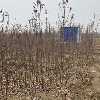 出售烟富十号苹果苗、出售烟富十号苹果苗基地