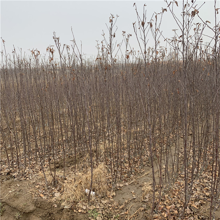 煙富八號(hào)蘋果樹苗、煙富八號(hào)蘋果樹苗出售基地