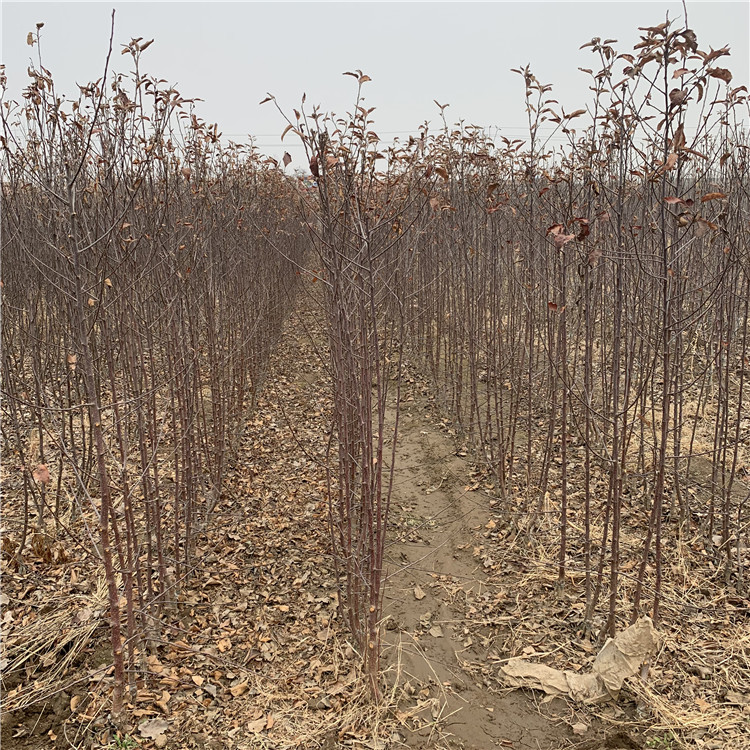 众成一号苹果苗出售、众成一号苹果苗基地