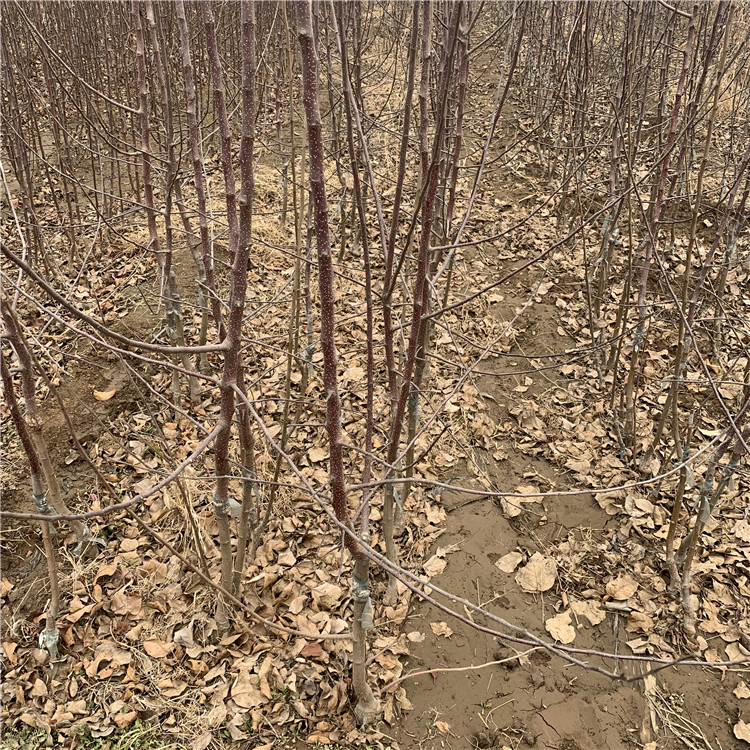 花牛苹果苗、花牛苹果苗基地