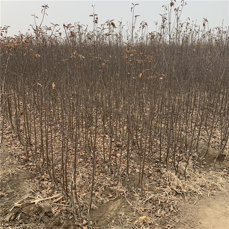 水蜜桃苹果苗、水蜜桃苹果苗报价及价格