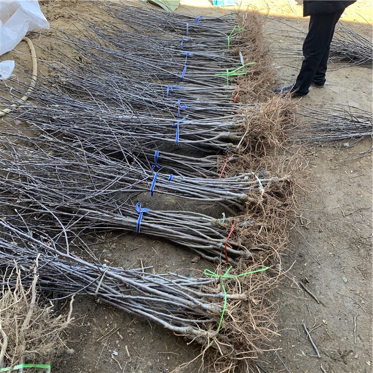 蜜脆苹果树苗、蜜脆苹果树苗价格