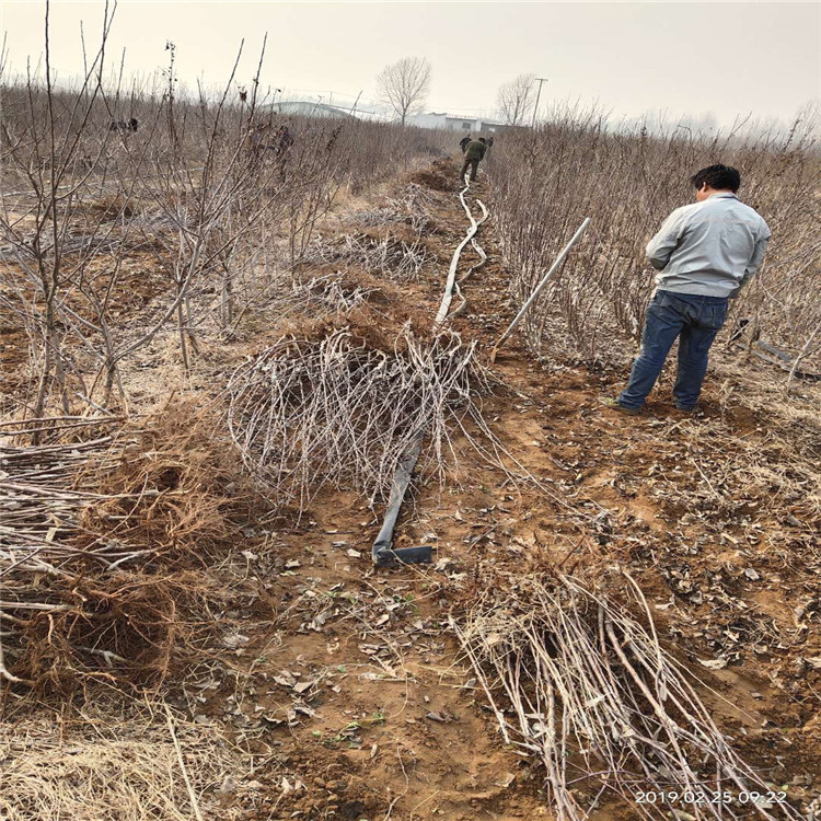 出售红露苹果树苗、出售红露苹果树苗价格及报价