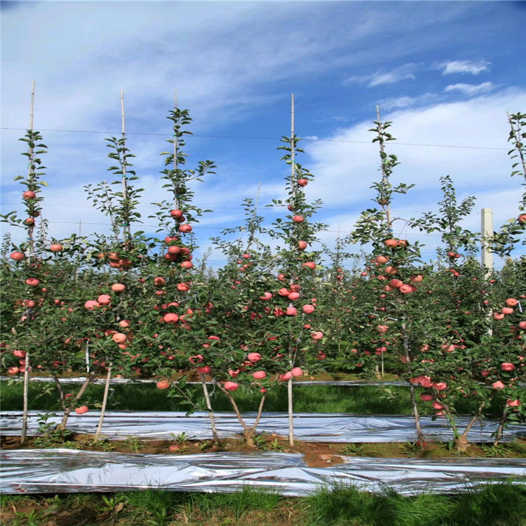 煙富十號蘋果苗出售、煙富十號蘋果苗基地