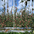 矮化苹果树苗、矮化苹果树苗批发基地