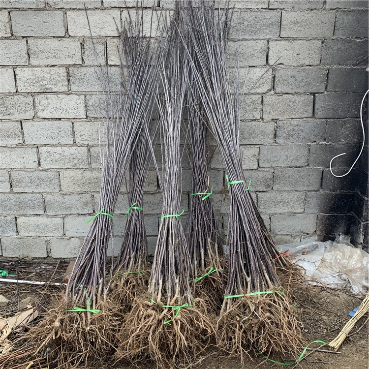 長(cháng)富蘋(píng)果苗價(jià)格、長(cháng)富蘋(píng)果苗新品種