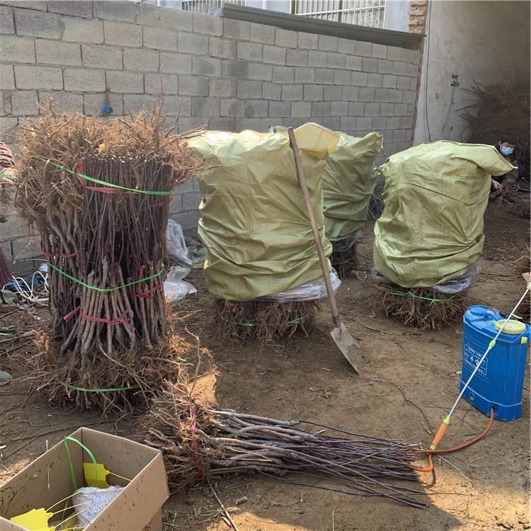 出售煙富10號(hào)蘋果苗、煙富10號(hào)蘋果苗基地