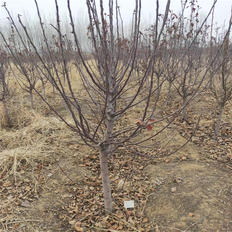 黄元帅苹果树苗价格、黄元帅苹果树苗基地