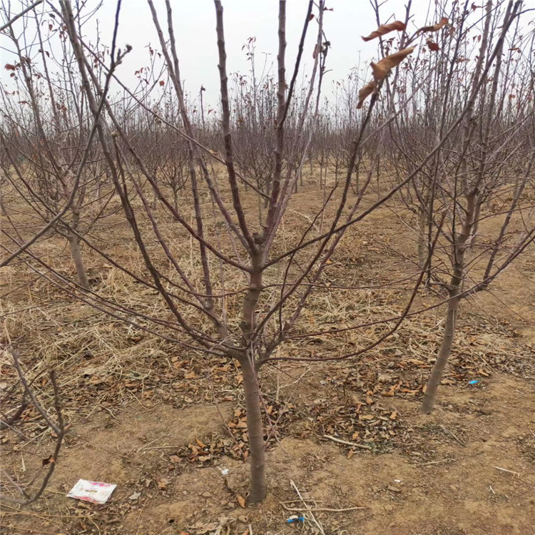 山东红心苹果苗、红心苹果苗基地