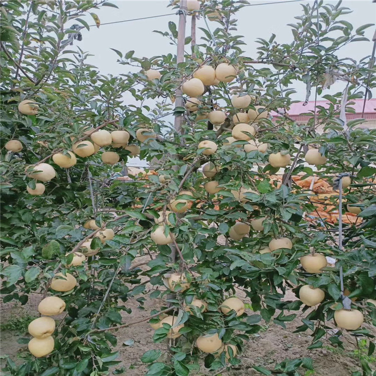 明月蘋(píng)果樹(shù)苗、明月蘋(píng)果樹(shù)苗批發(fā)價(jià)格