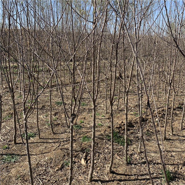 众成一号苹果苗出售、众成一号苹果苗基地