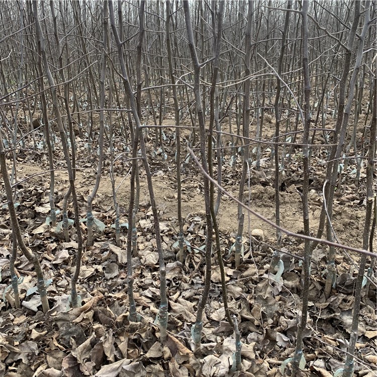 寒富苹果树苗、寒富苹果树苗品种