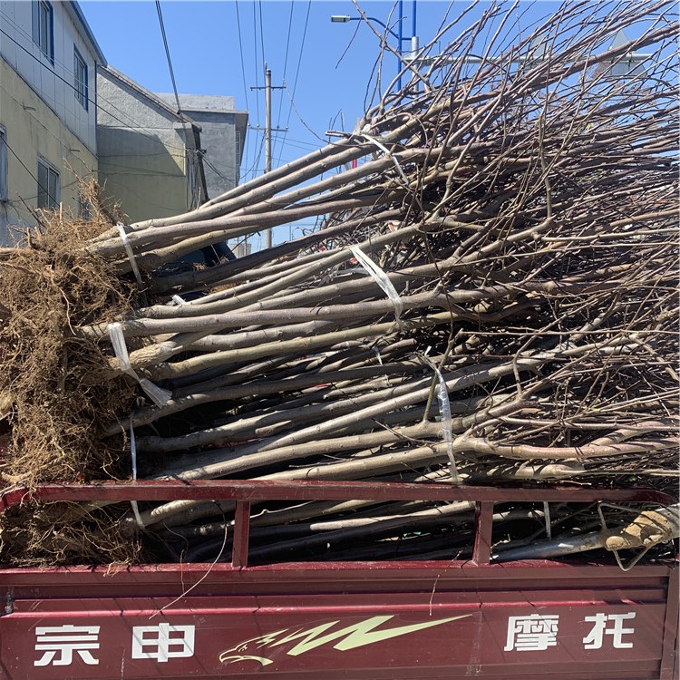 世界一號(hào)蘋(píng)果苗、世界一號(hào)蘋(píng)果苗新品種