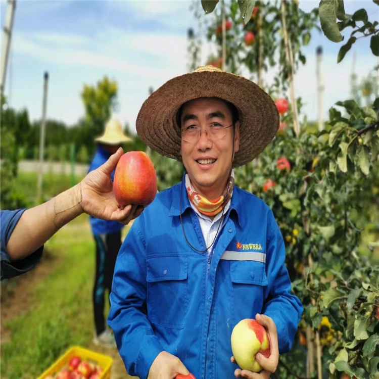 出售神富六號蘋果苗、神富六號蘋果苗基地