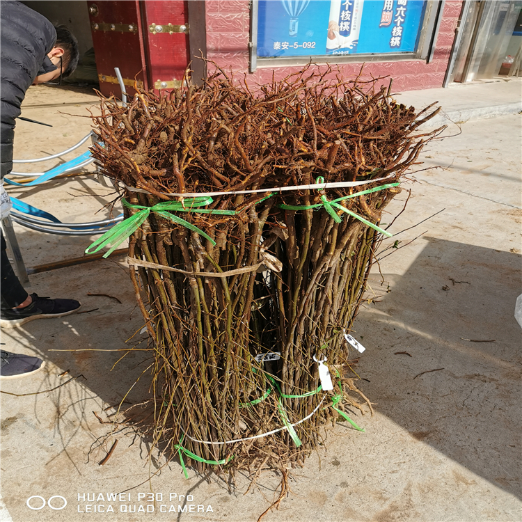 烟富八号苹果树苗、烟富八号苹果树苗价位