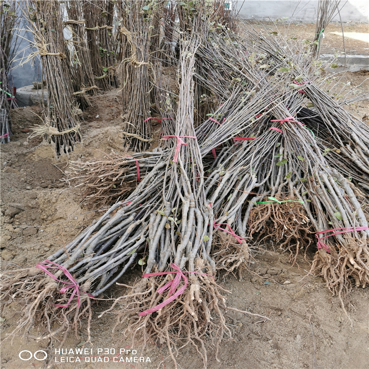 出售红露苹果树苗、出售红露苹果树苗价格及报价