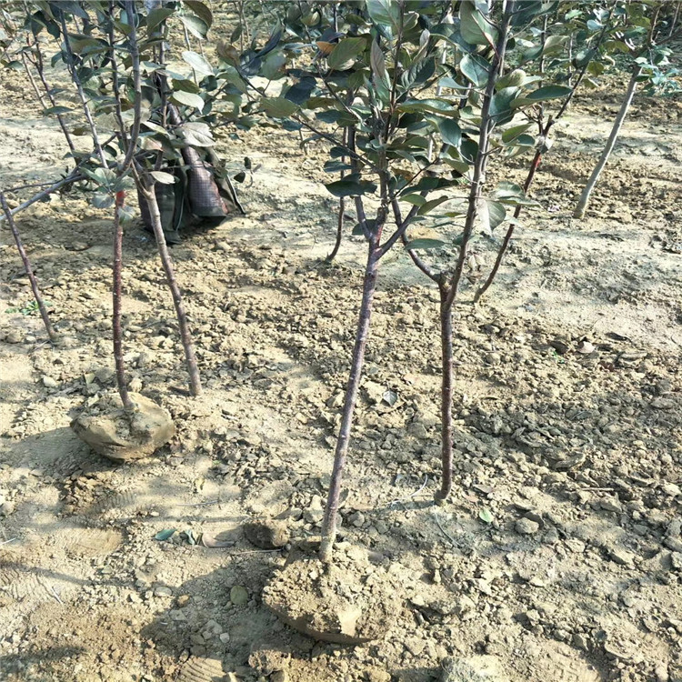 蜜脆苹果树苗、蜜脆苹果树苗价格