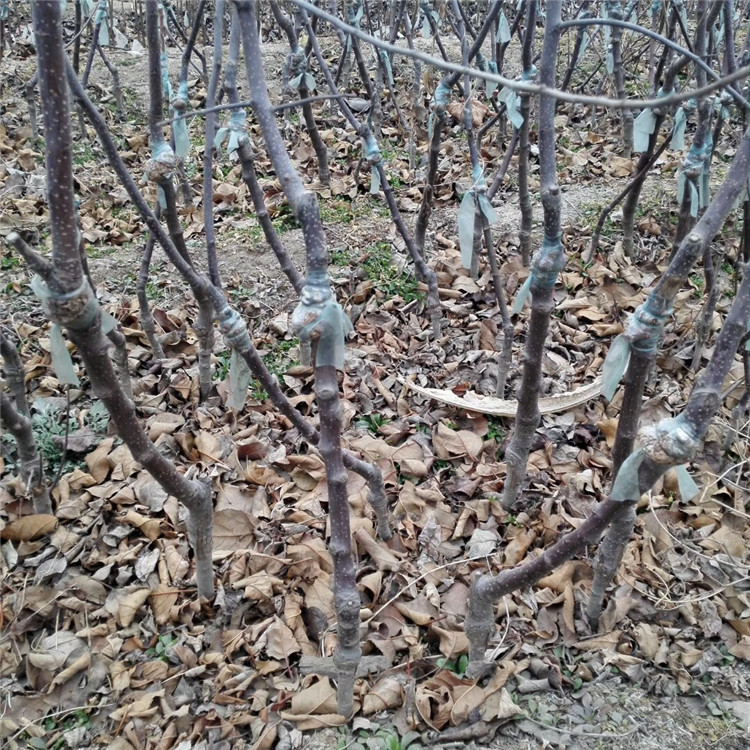 蜜脆苹果树苗、蜜脆苹果树苗价格