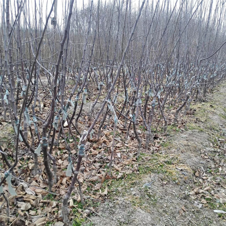 出售红露苹果树苗、出售红露苹果树苗价格及报价