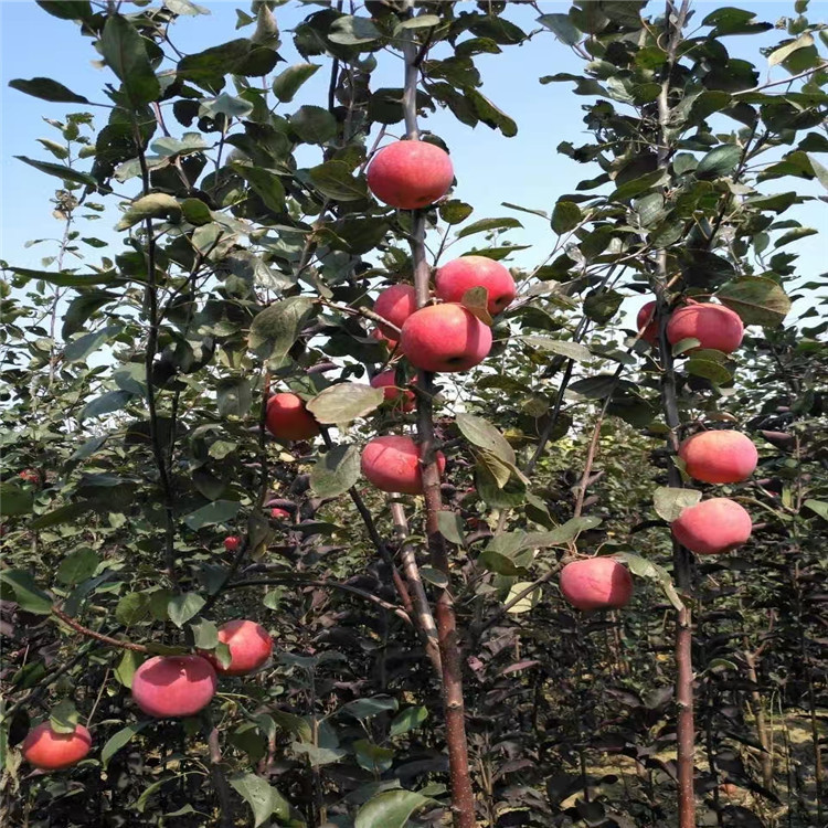 出售华硕苹果苗、华硕苹果苗基地